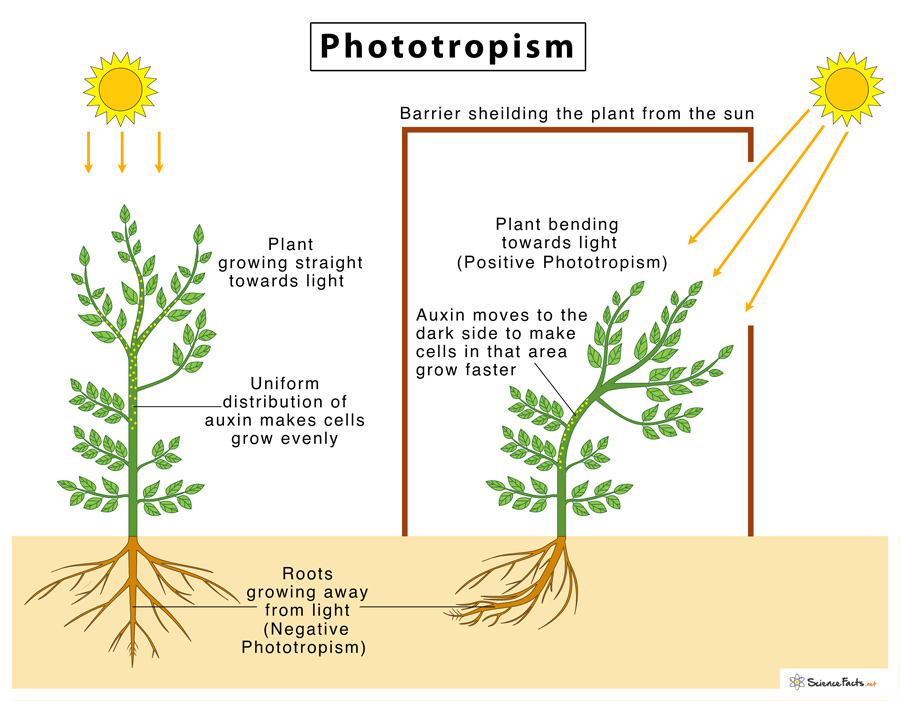 which root means relating to light?
