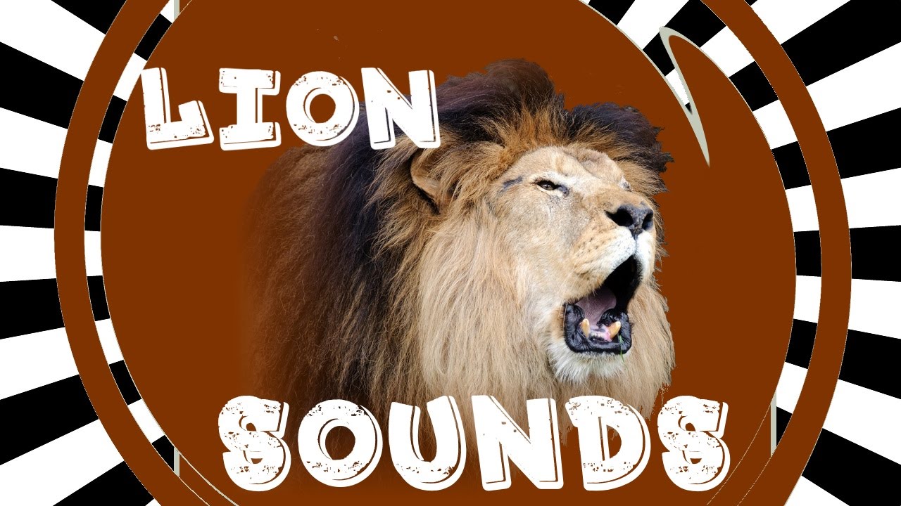 what sounds does a lion make