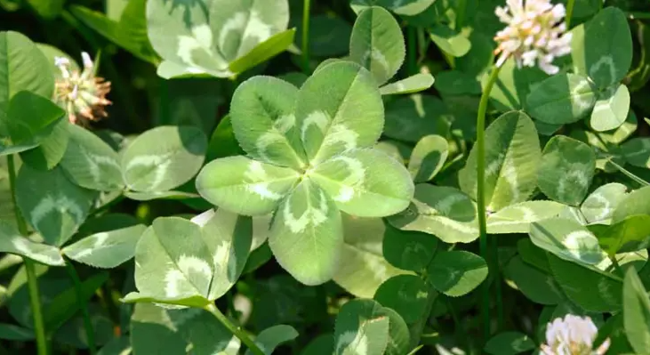 5 leaf clover meaning