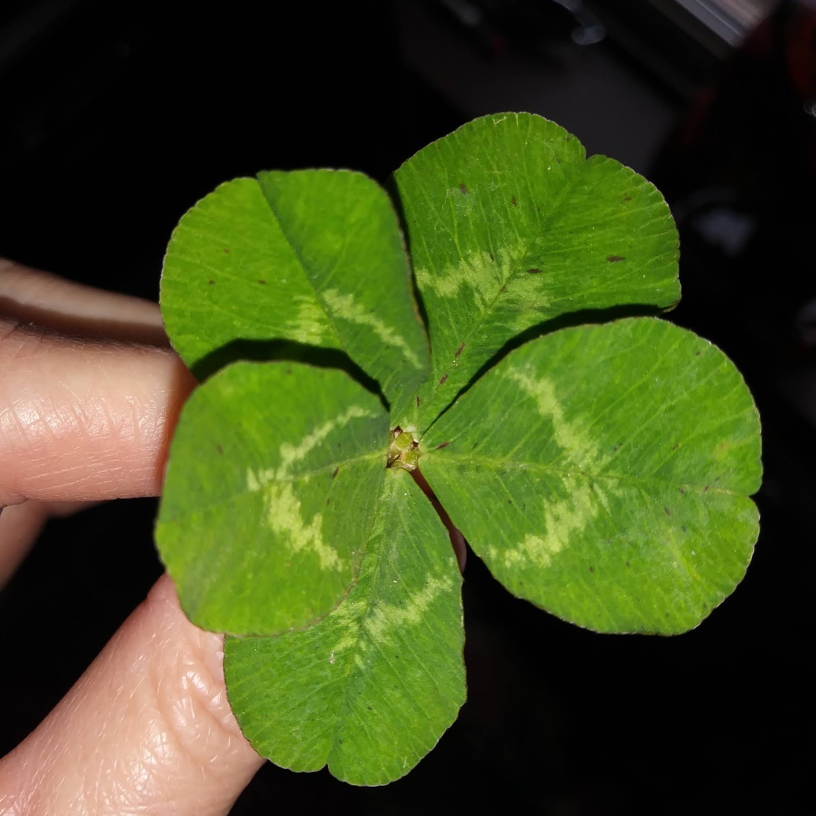 5 leaf clover meaning