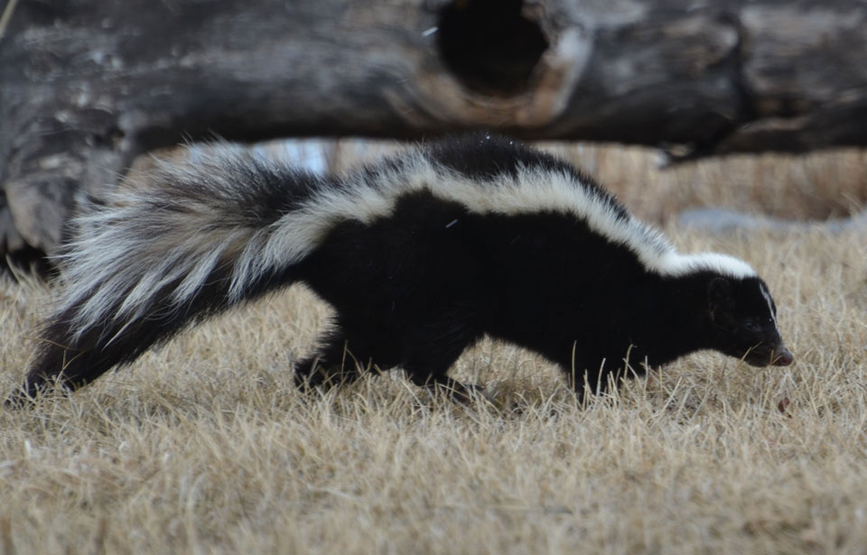 what sounds do skunks make