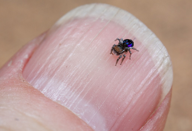 world's smallest spider