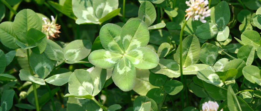 how rare is a 5 leaf clover