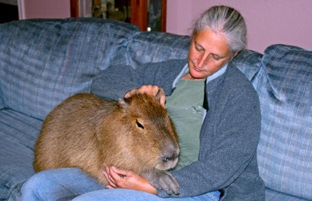 world's biggest hamster