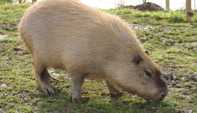 world's biggest hamster