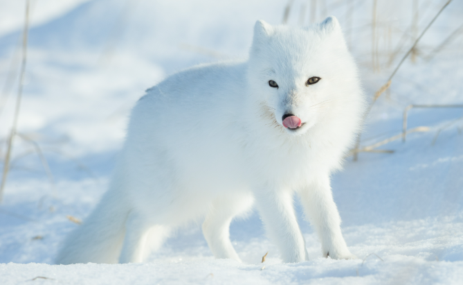 which animals run about 8 miles a night