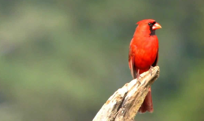 what do cardinal sound like