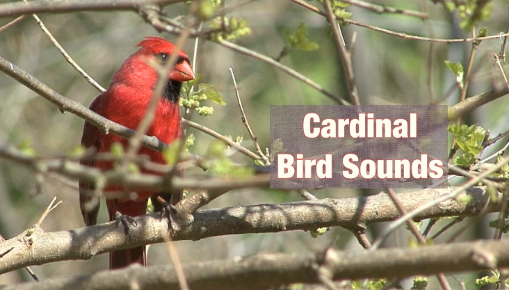 what do cardinal sound like