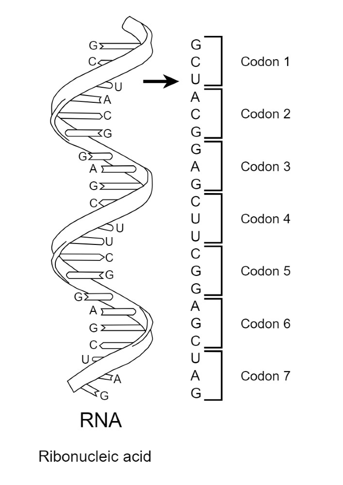 which represents a strand of rna bases