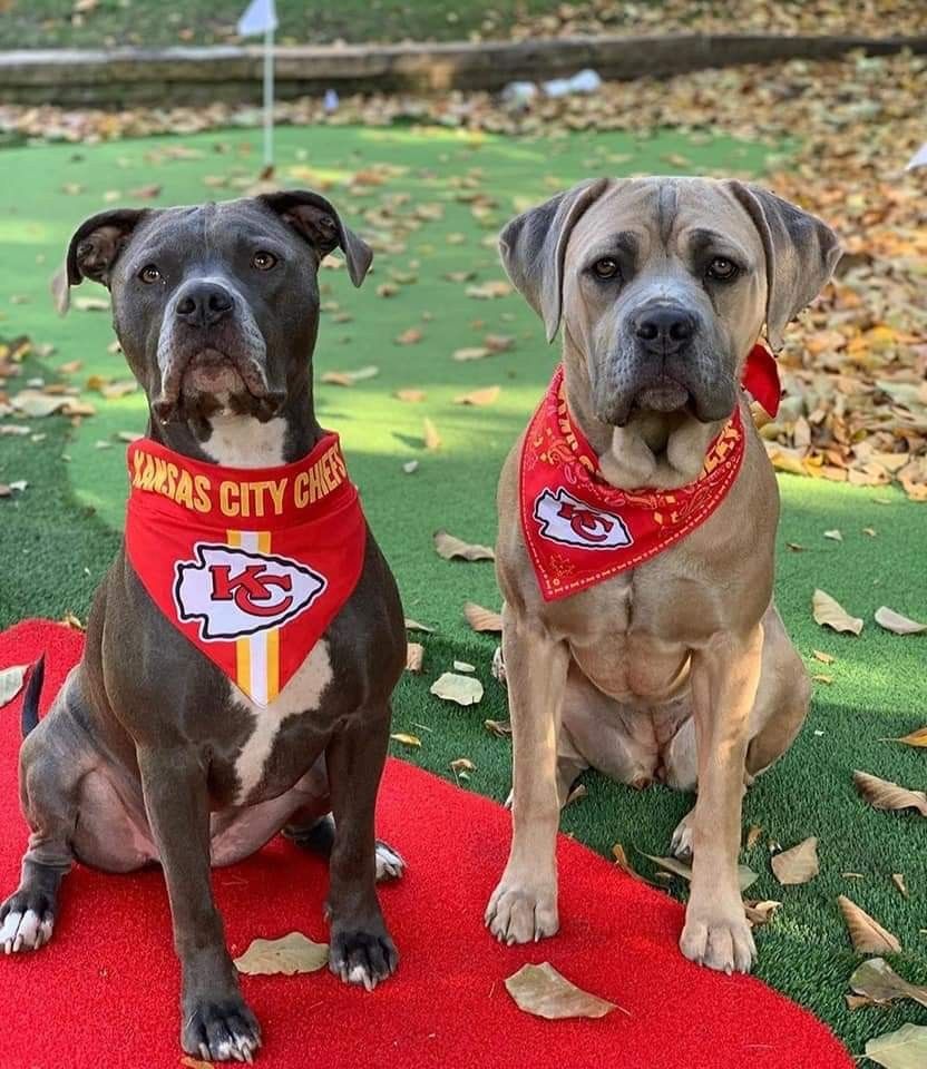 patrick mahomes dogs names