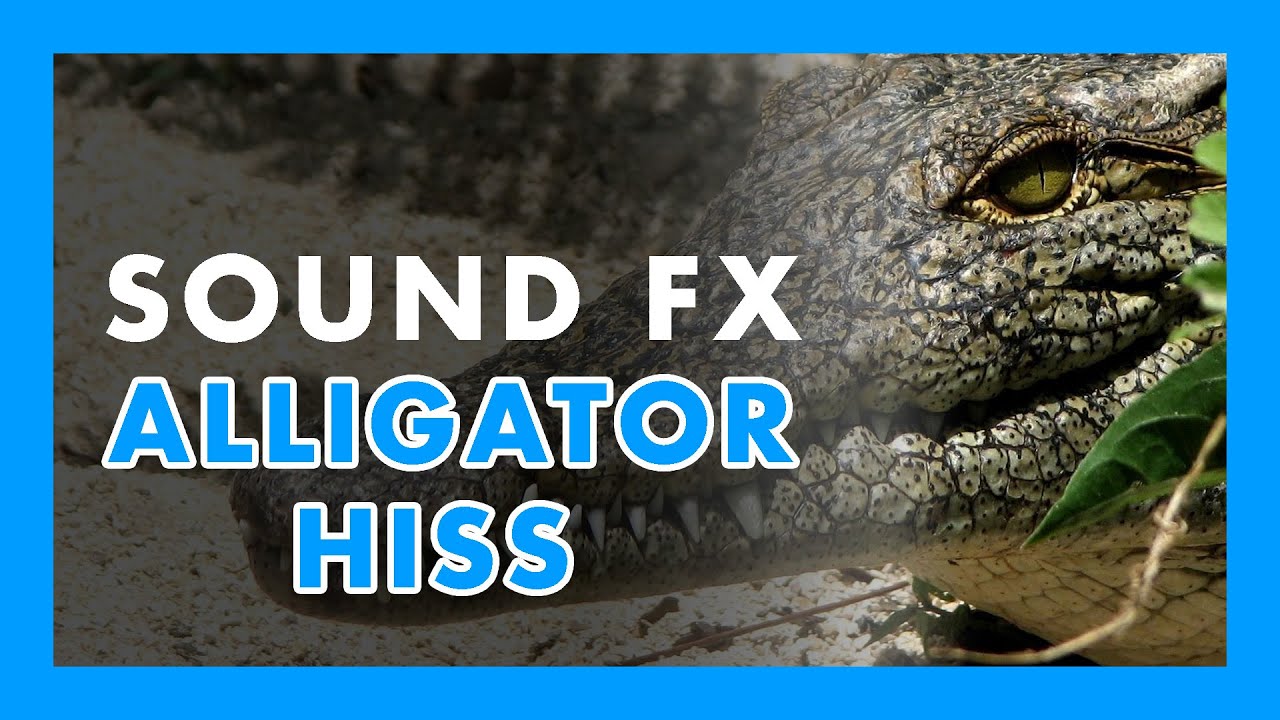 what sounds do alligators make