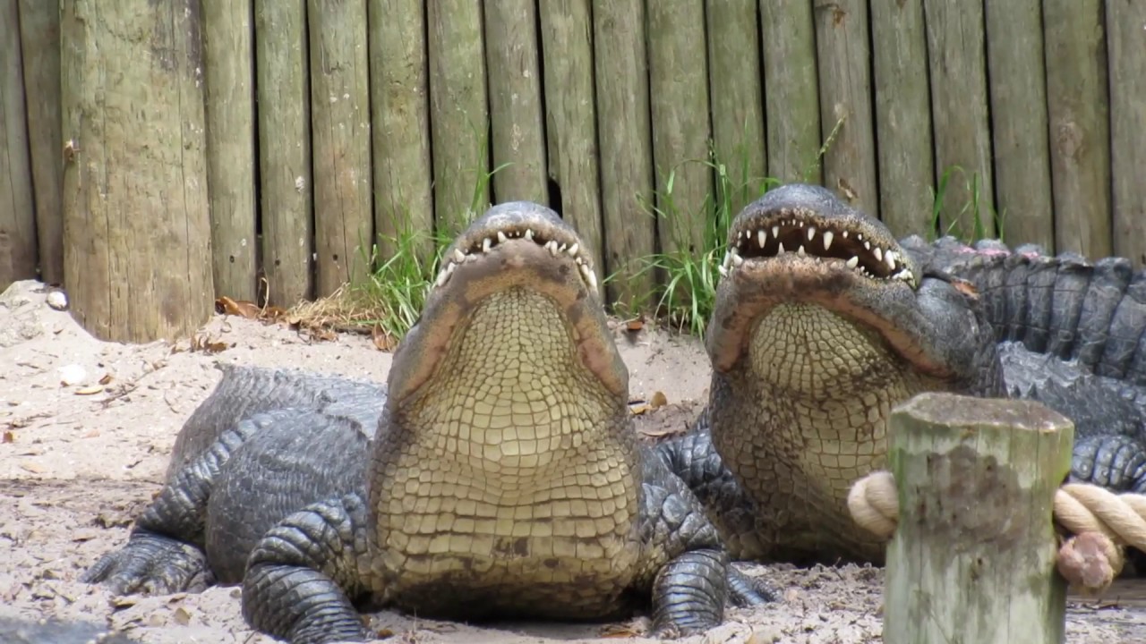 what sounds do alligators make