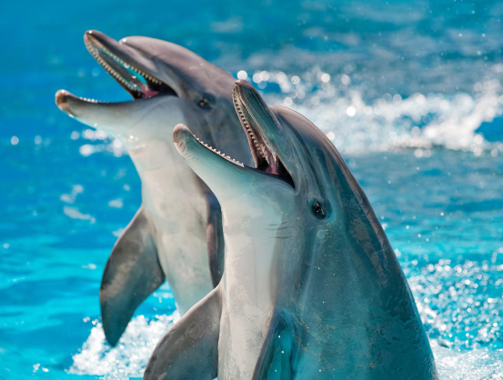 dolphin iq