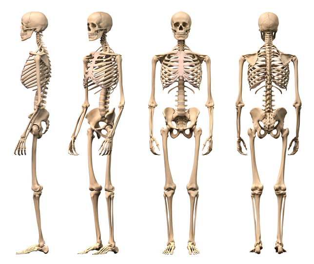 what is the weakest bone in your body