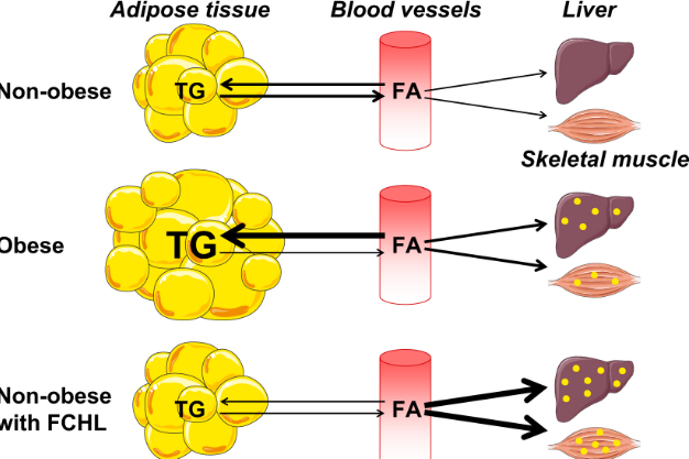 which lipid acts as a chemical messenger? adipose tissue cholesterol testosterone beeswax