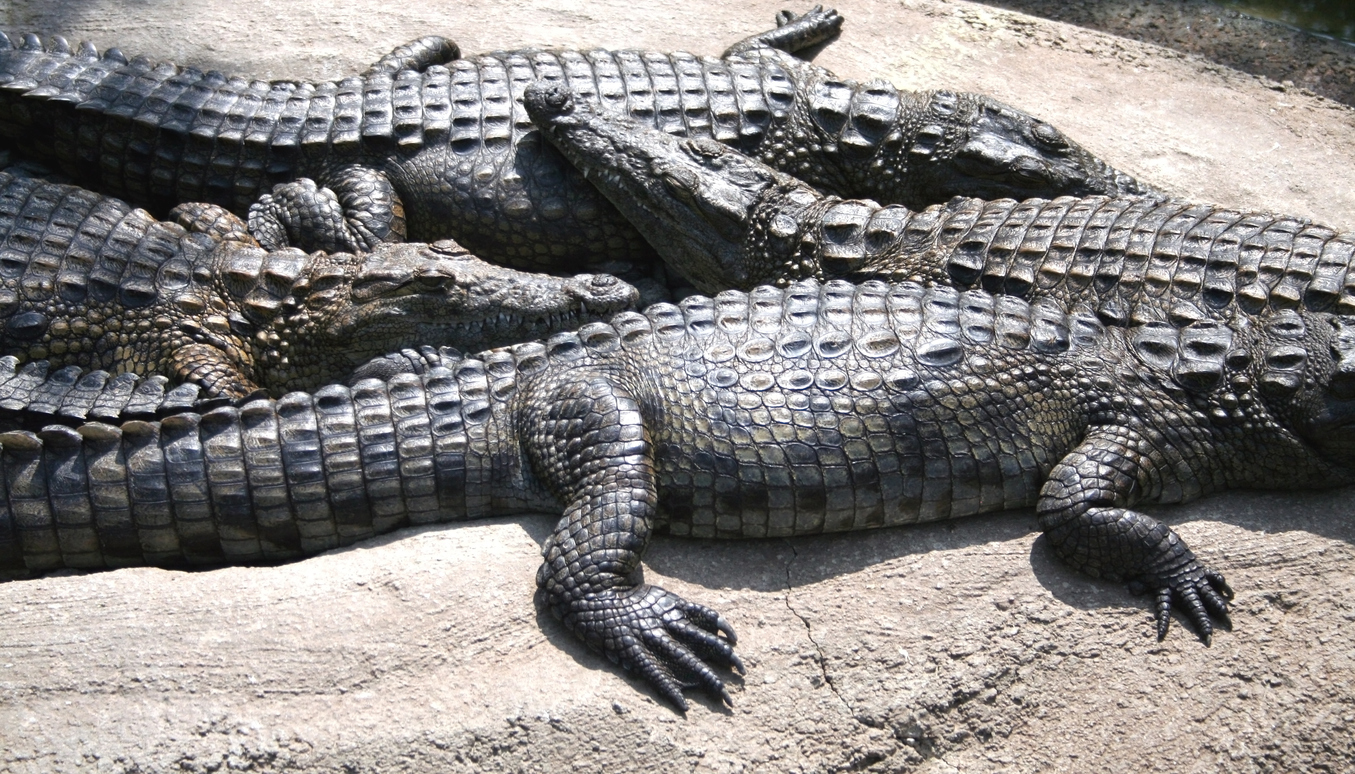 louisiana alligator prices 2022