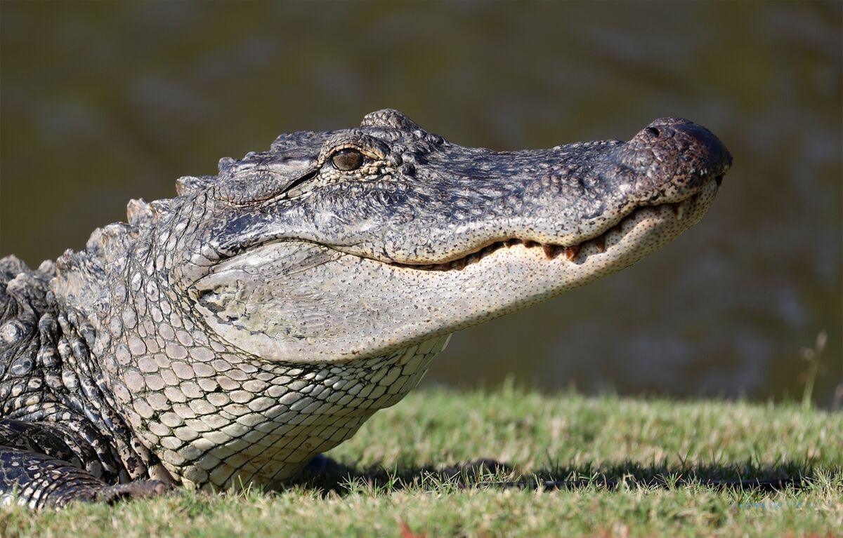 louisiana alligator prices 2022