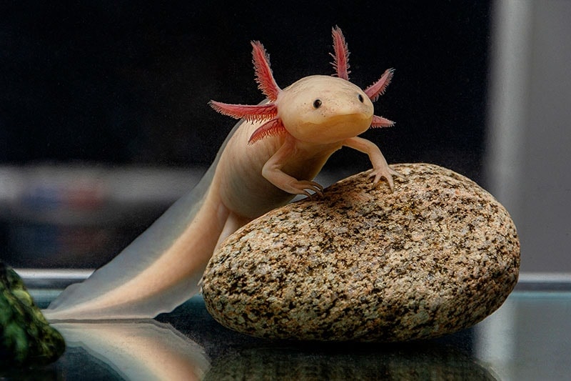 how many axolotls are in captivity