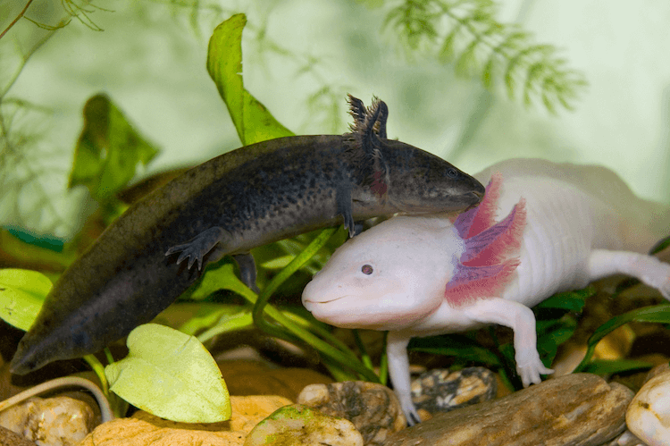 how many axolotls are in captivity