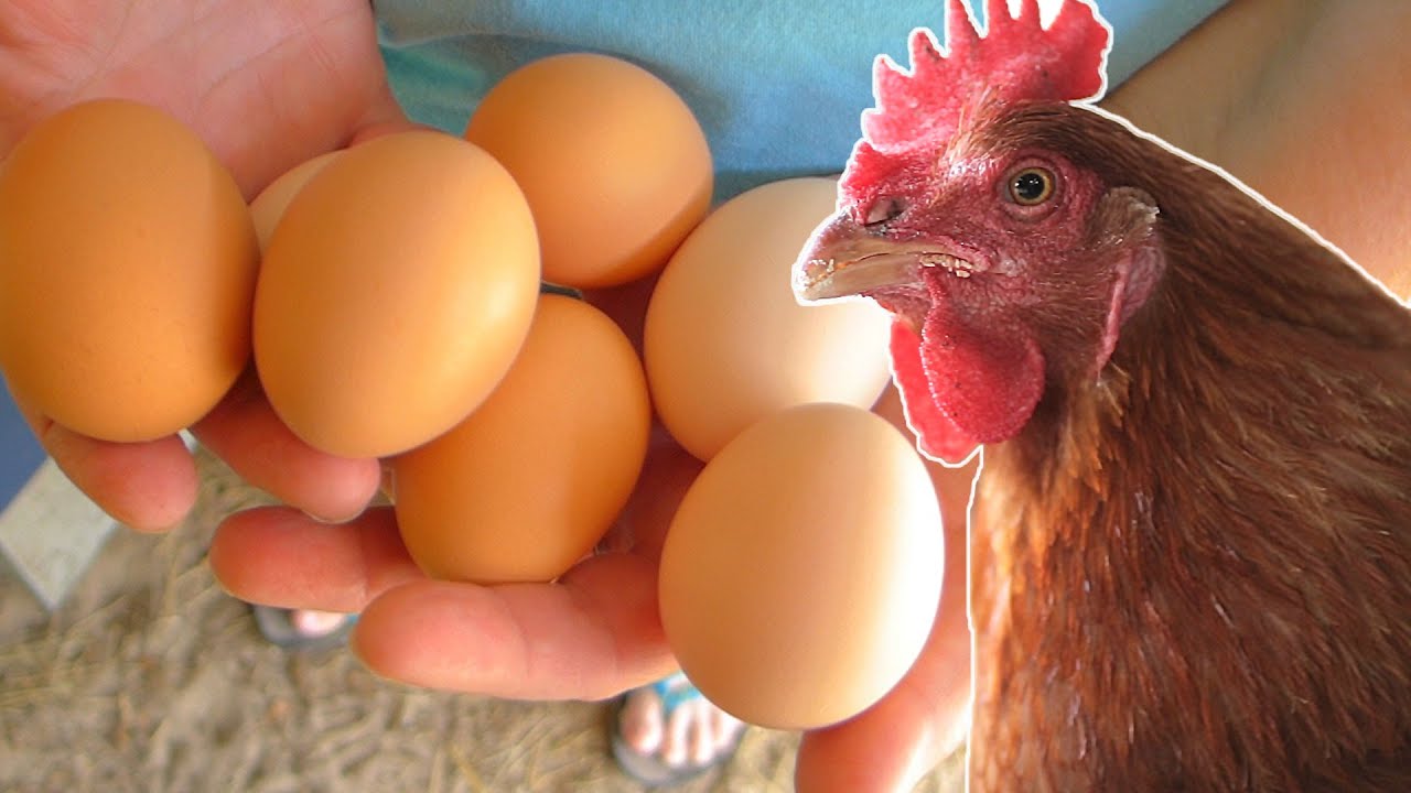 how many eggs will 100 chickens lay a day