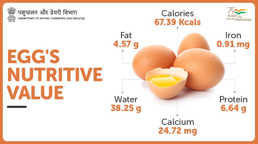 Understanding The Nutrients And Calories In An Egg