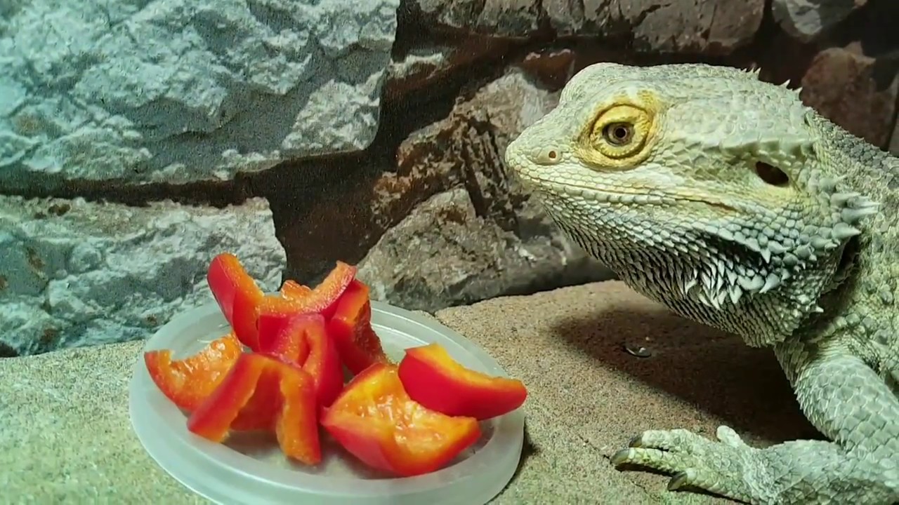 can bearded dragons have bell peppers