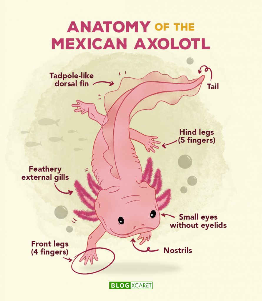 how many axolotls are left in the world 2023