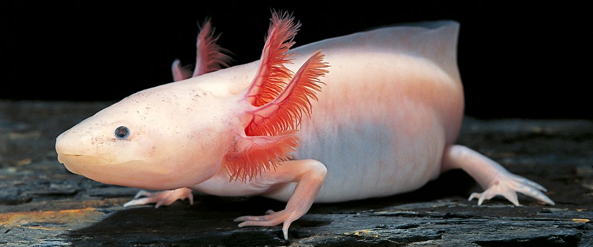 how many axolotls are left in the world 2023