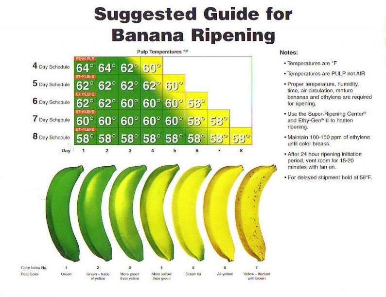 how long does a banana take to digest