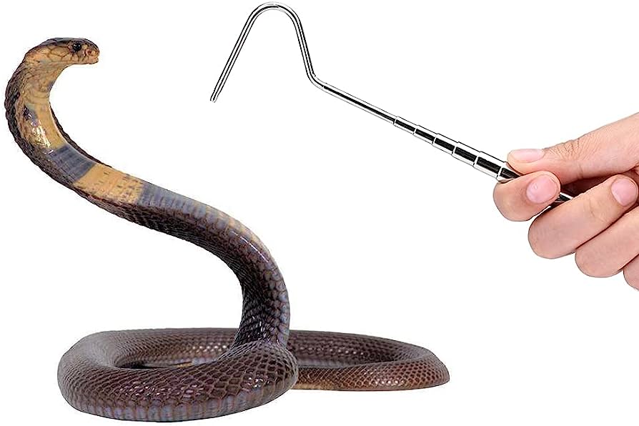 Unraveling the Mysteries What Does It Mean When You Find a Baby Snake