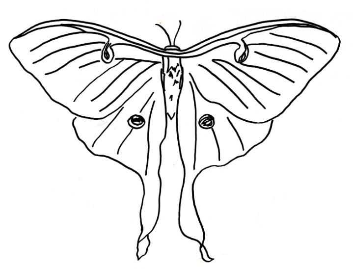simple moth drawing