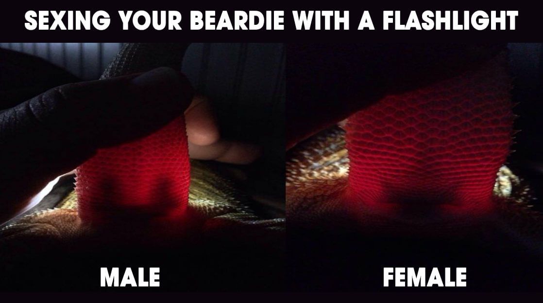 bearded dragon gender flashlight
