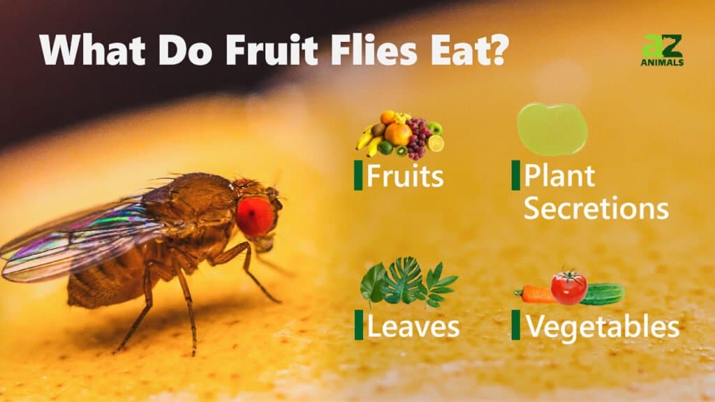 how long can fruit flies live without food