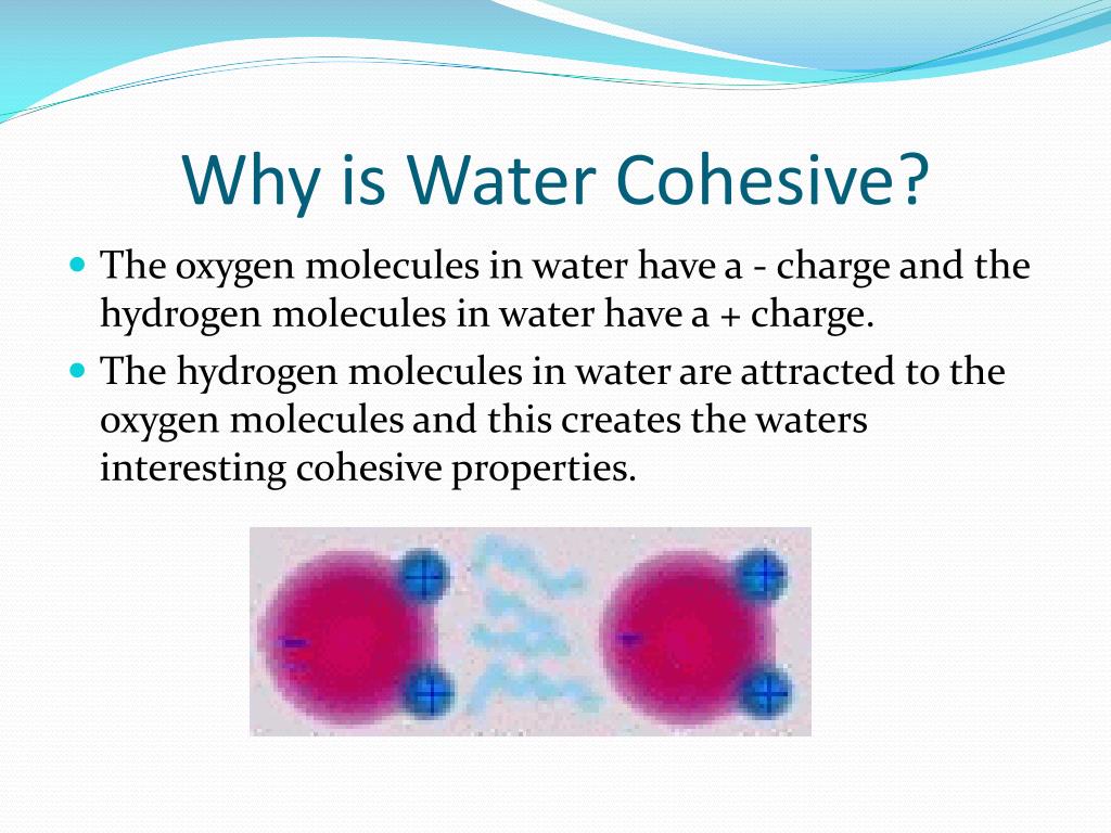 which of the following is responsible for the cohesive property of water?