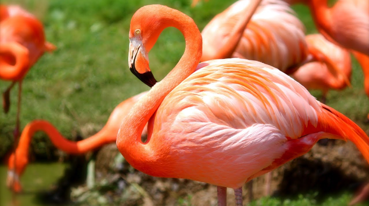 what do flamingos sound like