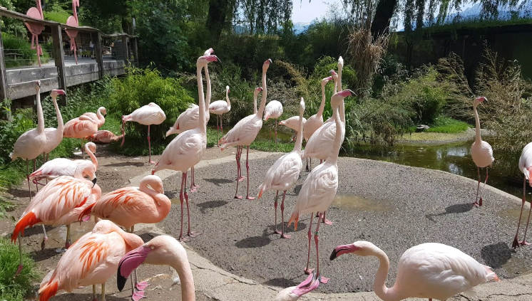 what do flamingos sound like