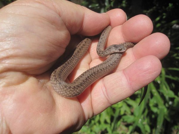 what are baby snakes called