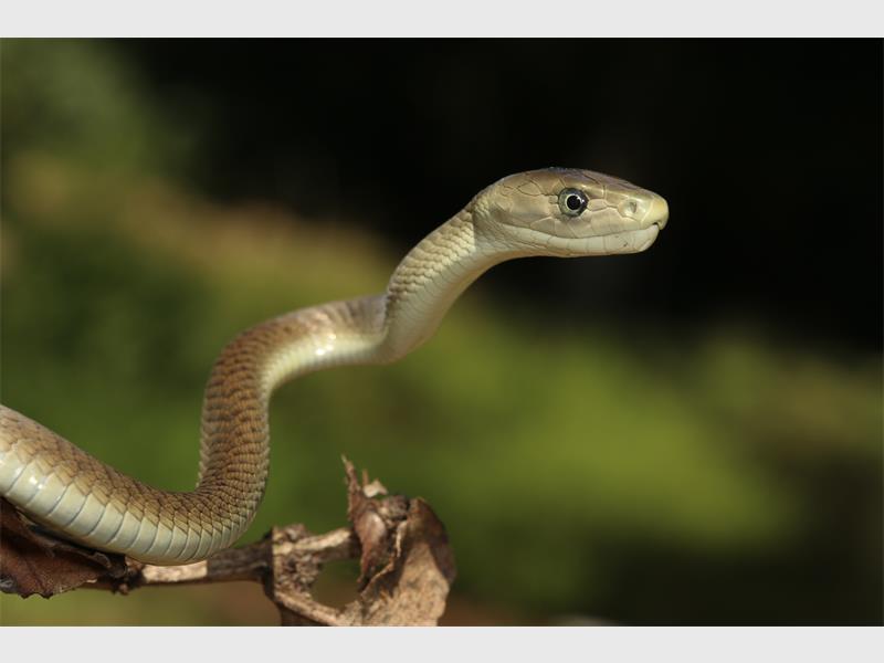 what are baby snakes called