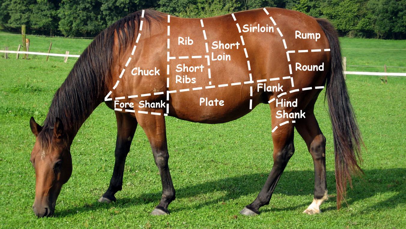 what is horse meat called