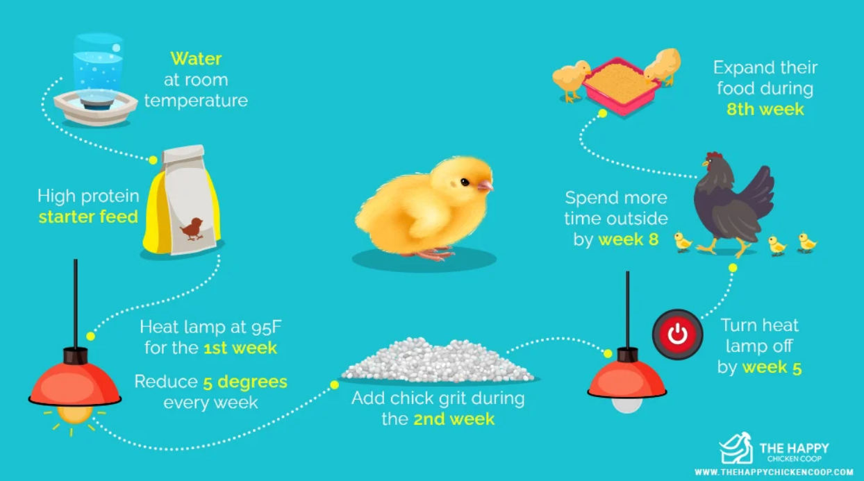 gestation period for chickens