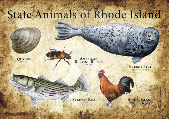 rhode island state animal