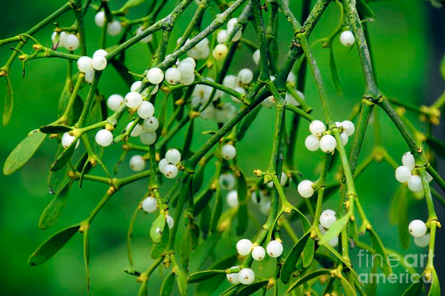 what color are mistletoe berries