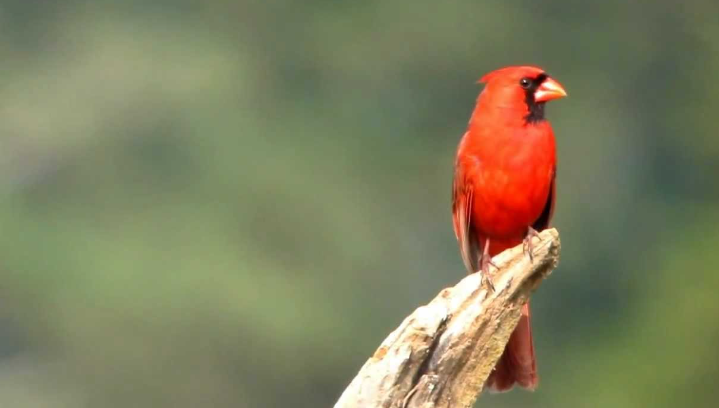 northern cardinal sound