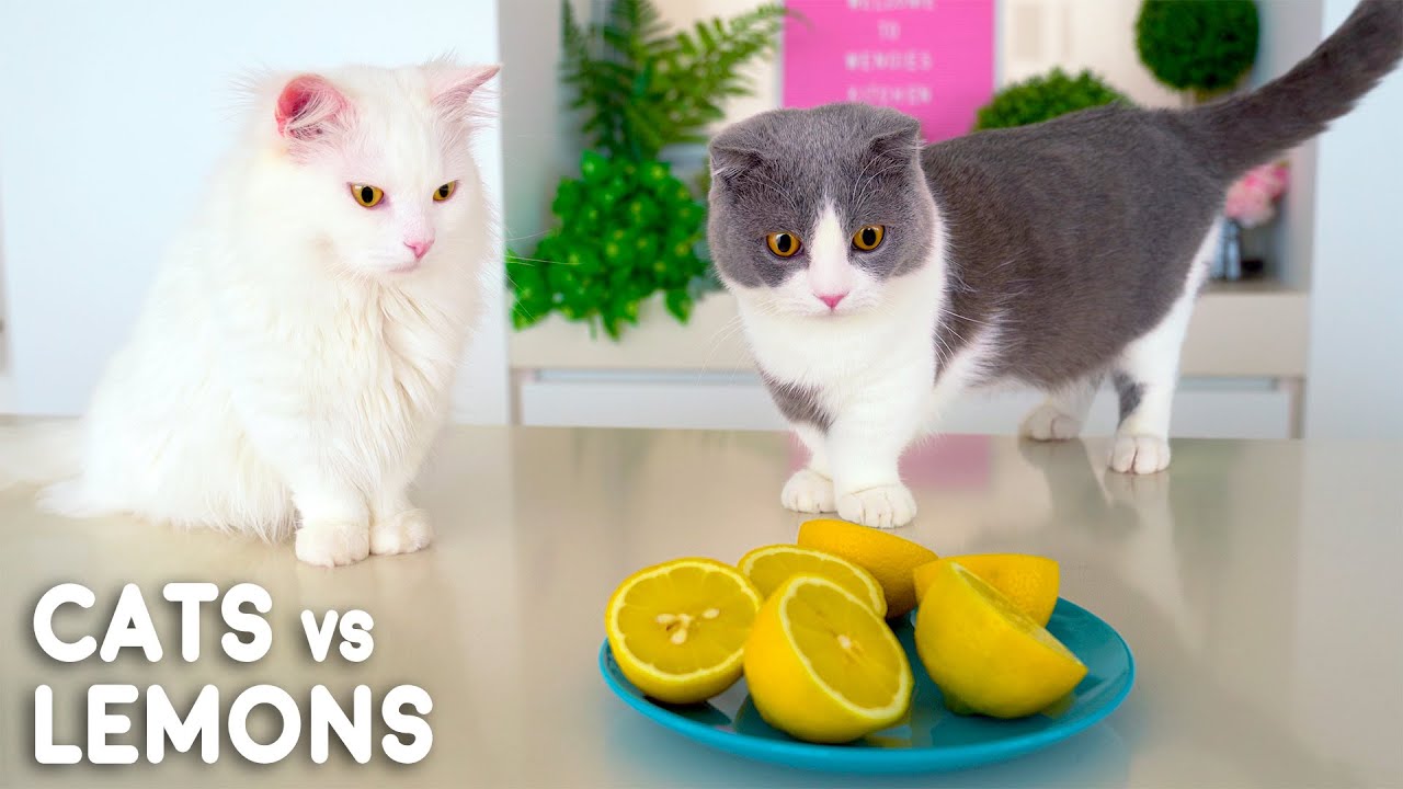 what animals eat lemons