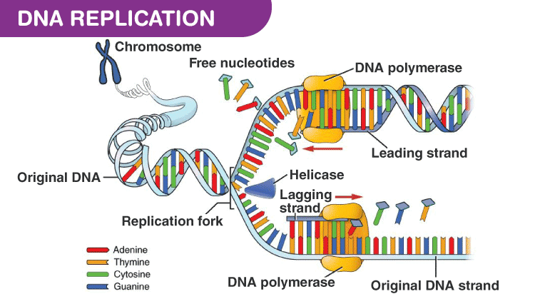 this is the copying process by which a cell duplicates its dna.