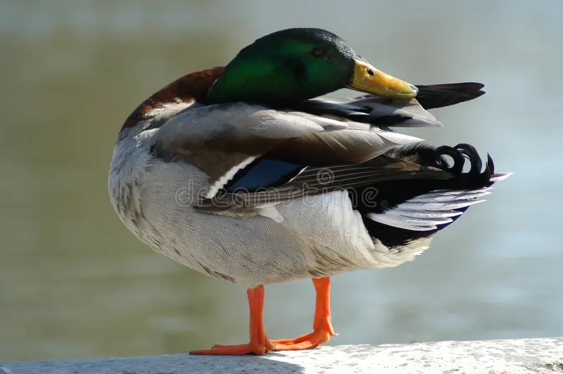 what kind of duck is daffy duck