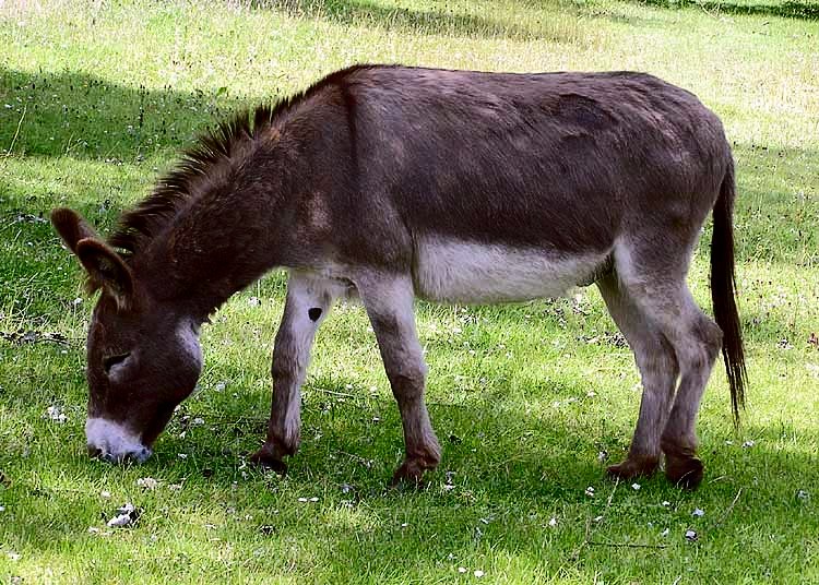 what is a baby donkey called