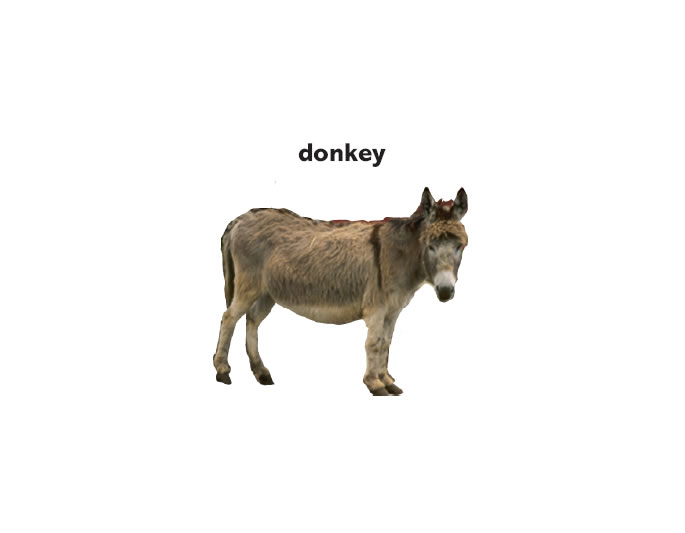 what is a baby donkey called
