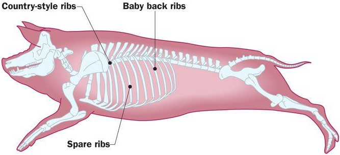what animal are ribs from