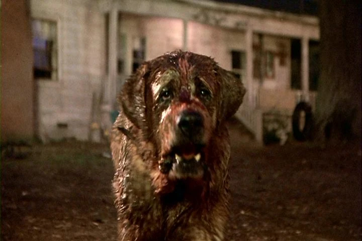 what breed of dog was cujo